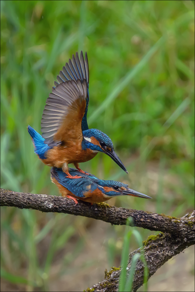 Eisvogel