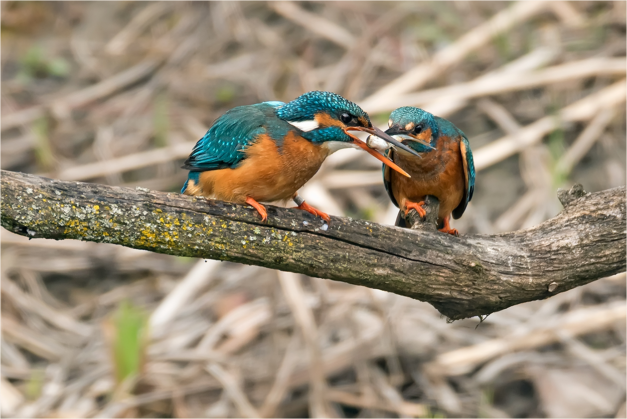 Eisvogel