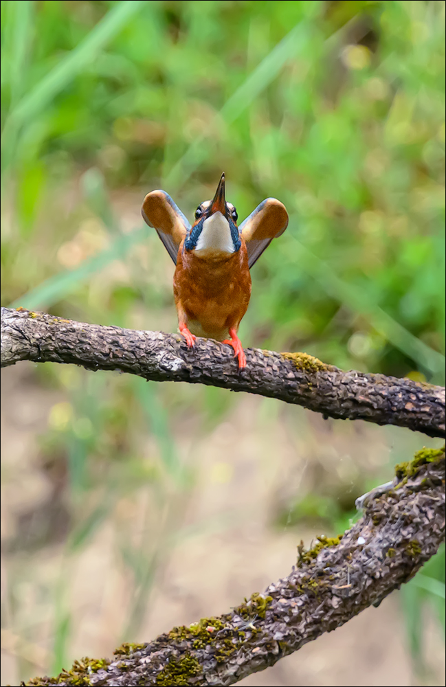 Eisvogel