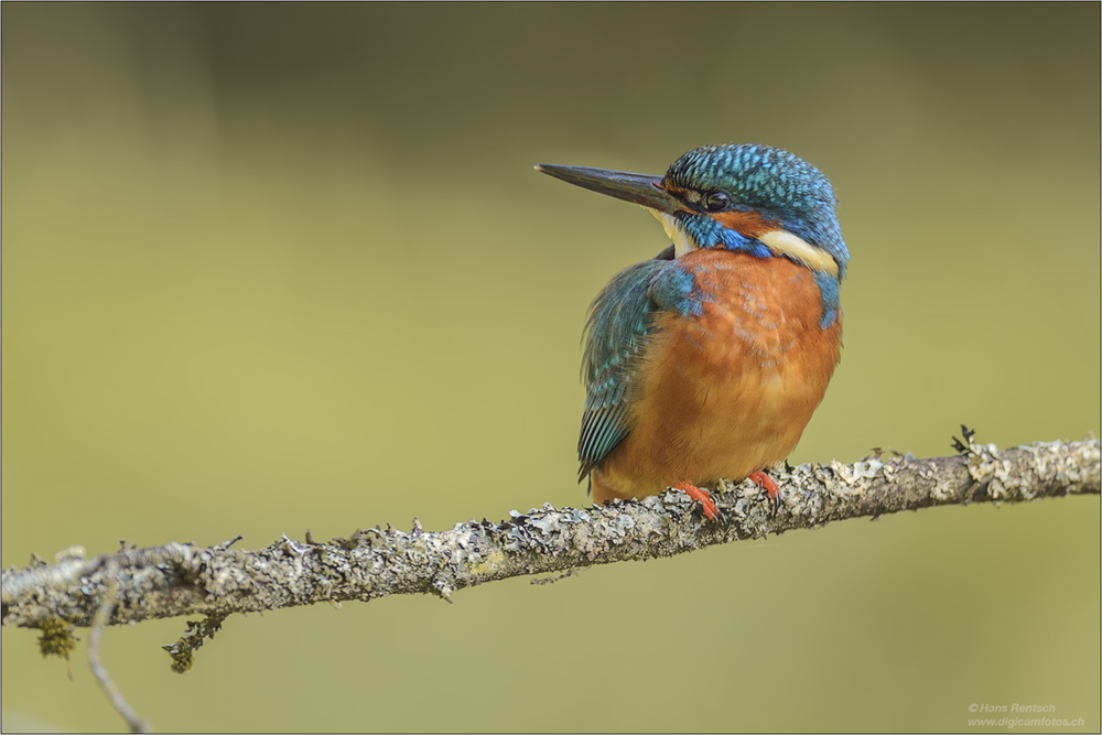 Eisvogel