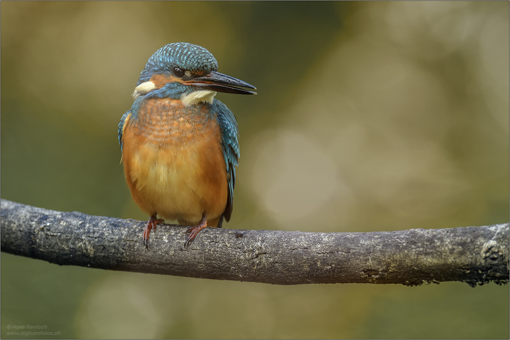 Eisvogel