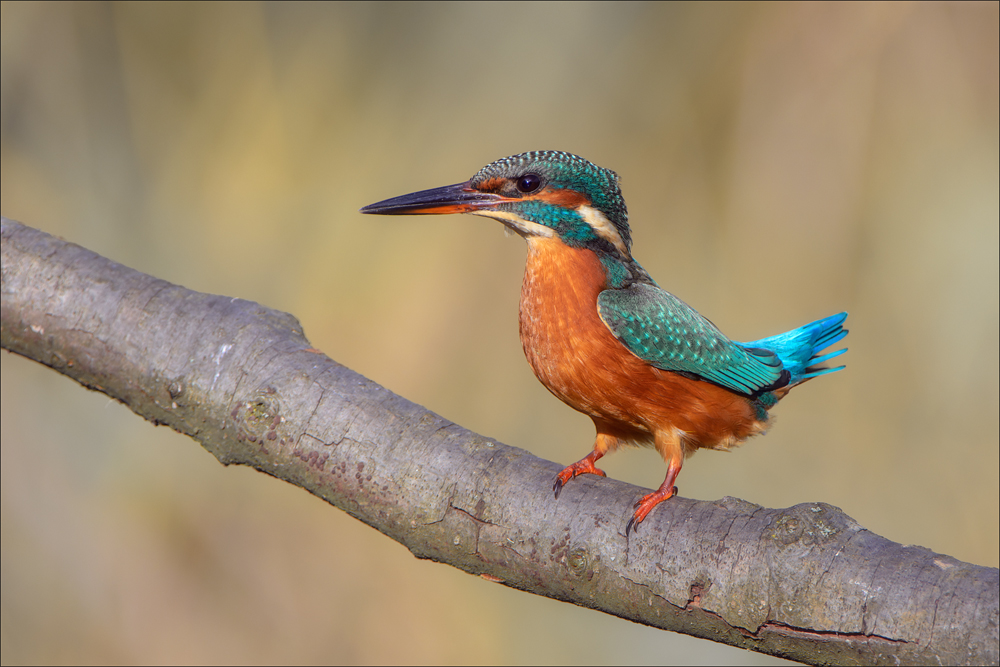 Eisvogel