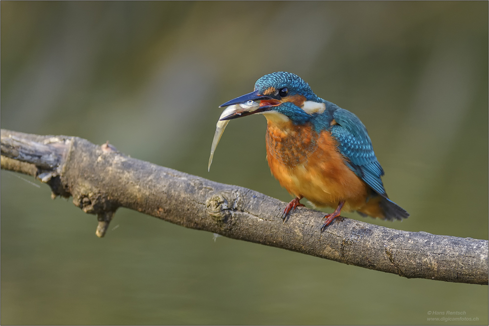 Eisvogel