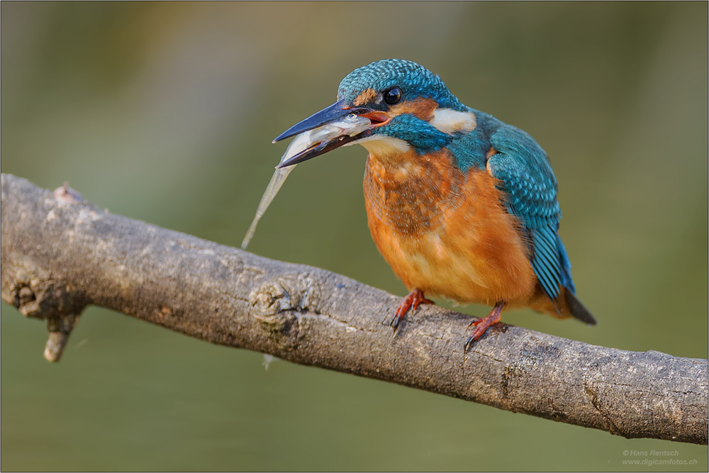 Eisvogel