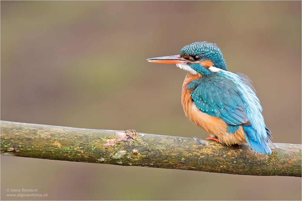 Eisvogel