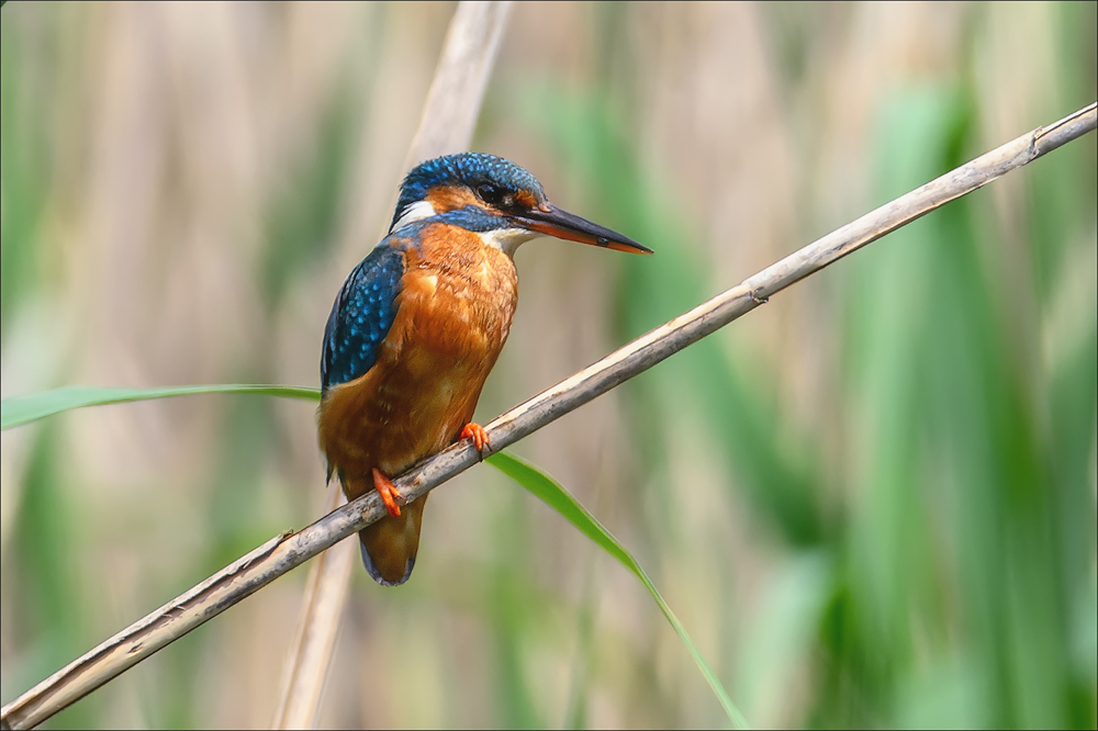 Eisvogel