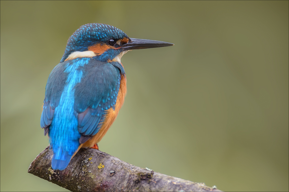 Eisvogel