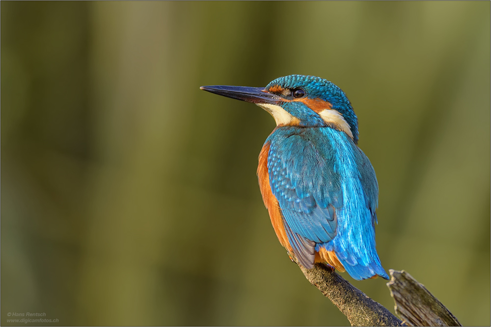 Eisvogel