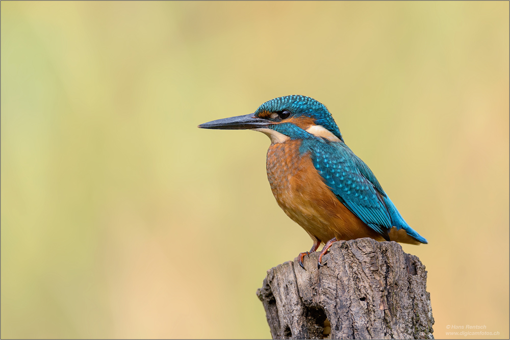 Eisvogel