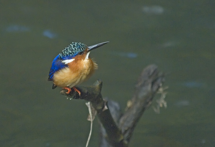 Mein erster Wildlife Eisvogel