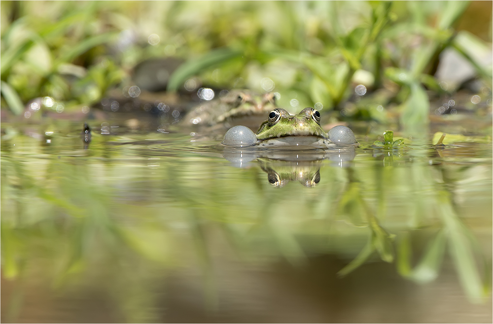 Frosch