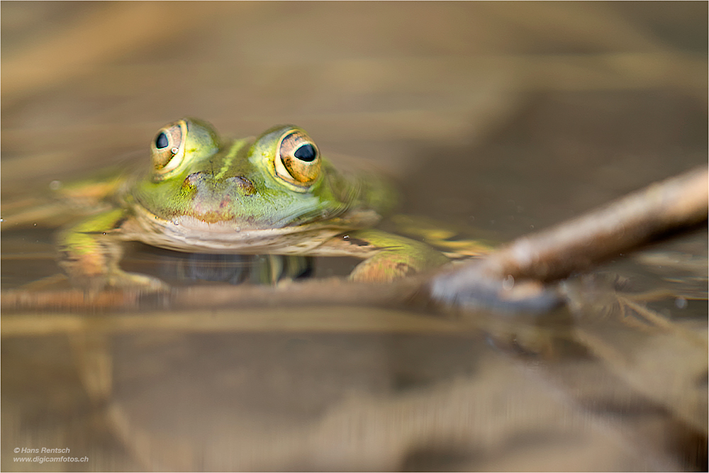 Teichfrosch