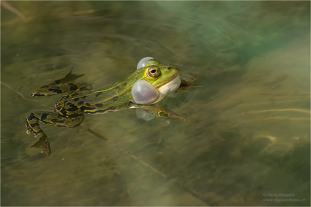 Teichfrosch