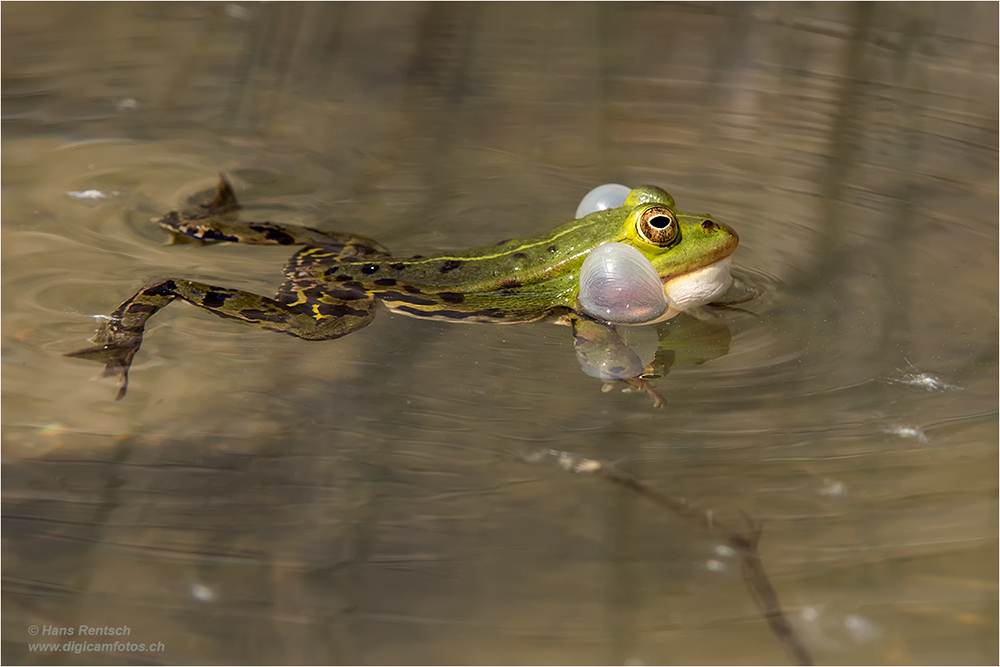 Teichfrosch