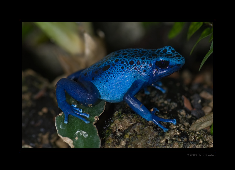 blauer Baumsteiger