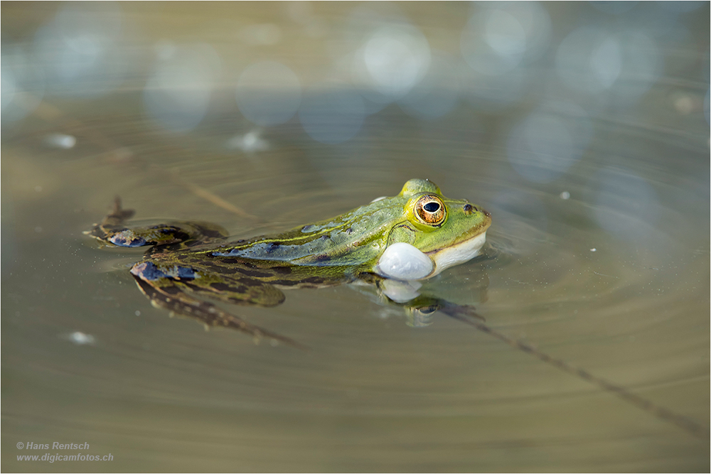 Teichfrosch