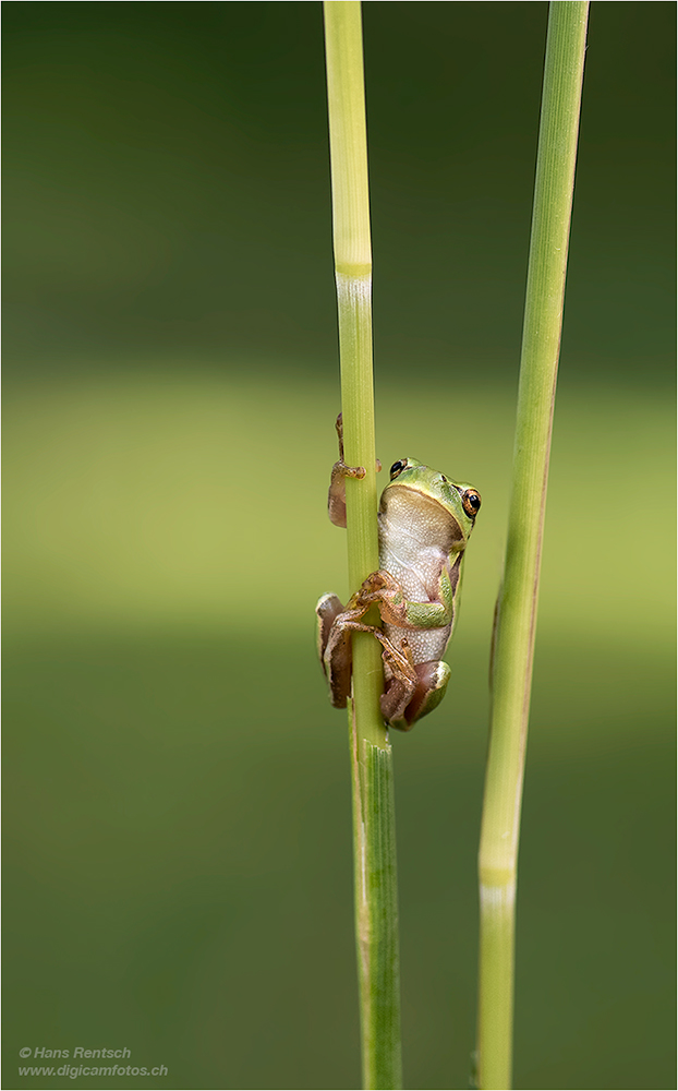 Laubfrosch