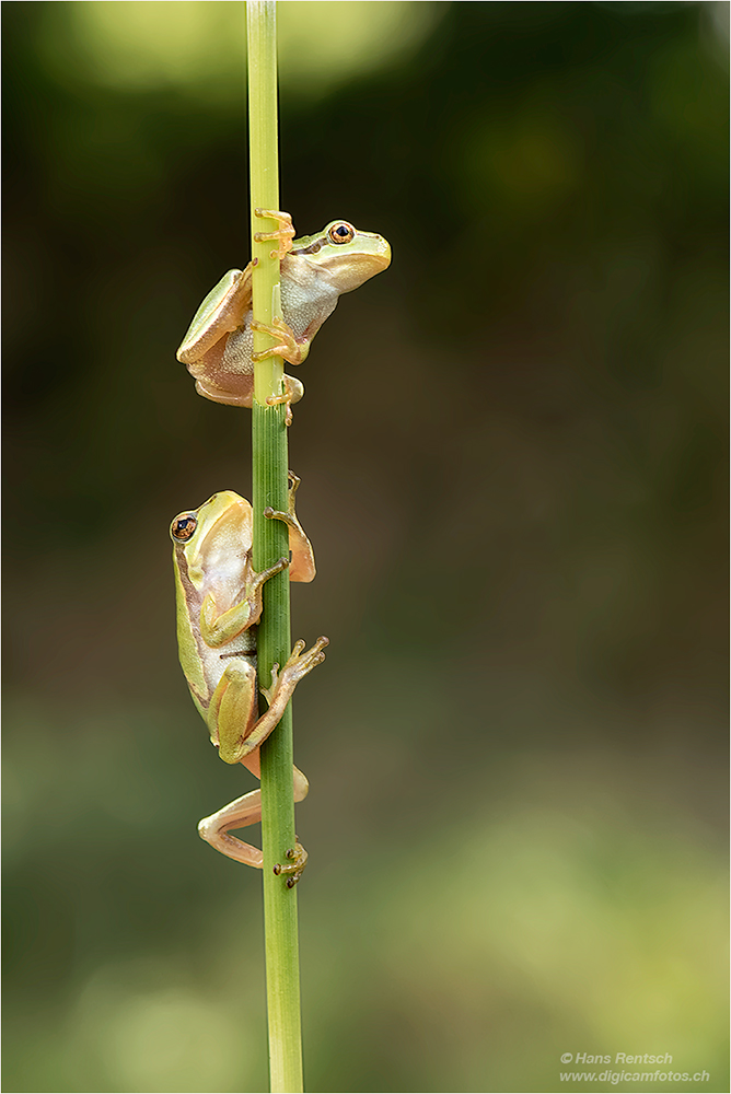 Laubfrosch