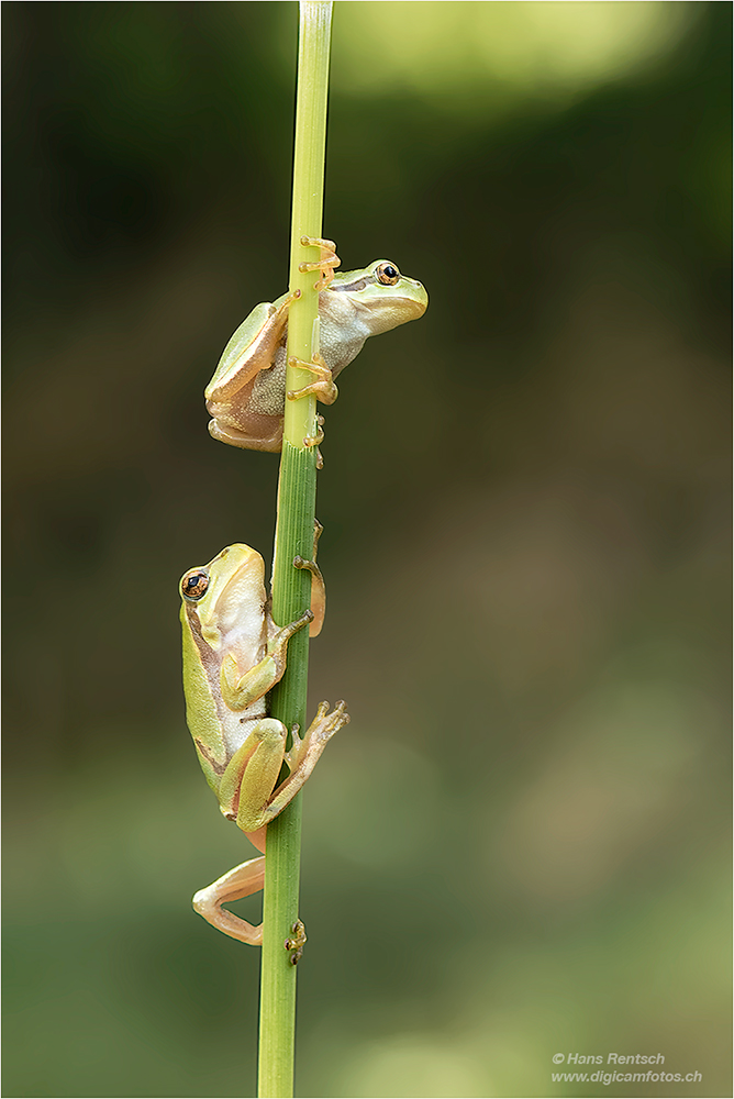 Laubfrosch