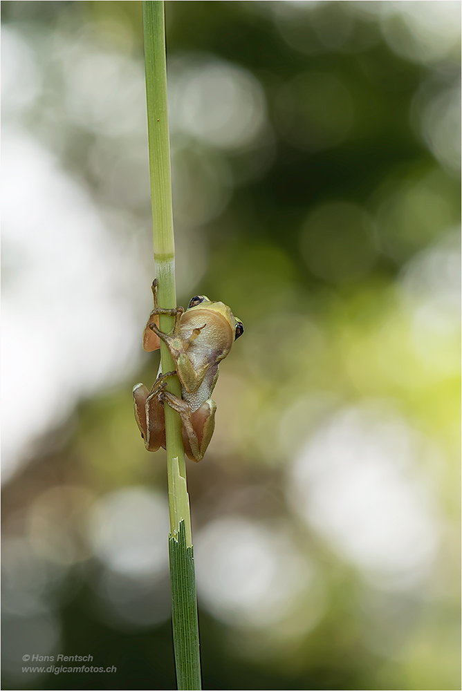 Laubfrosch