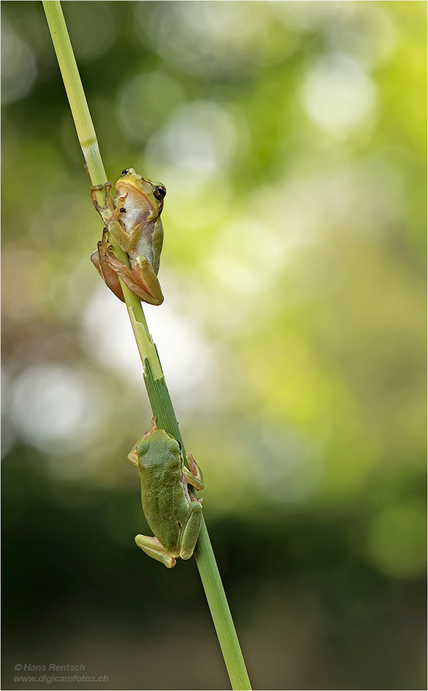 Laubfrosch