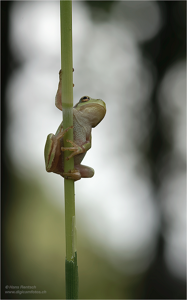 Laubfrosch