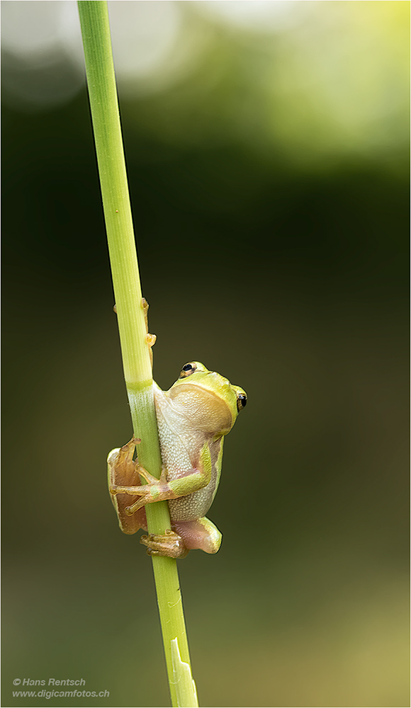 Laubfrosch