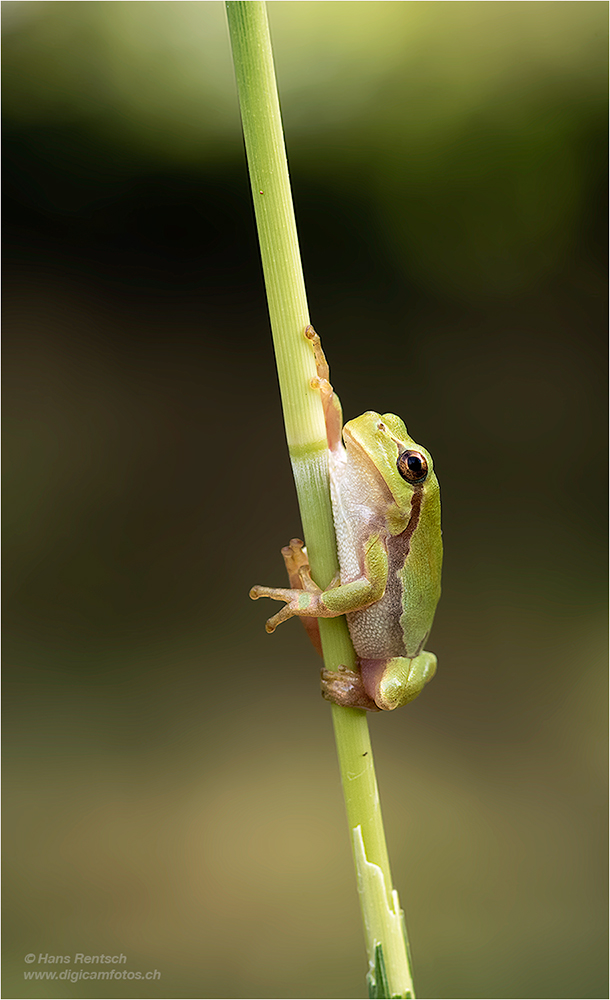 Laubfrosch