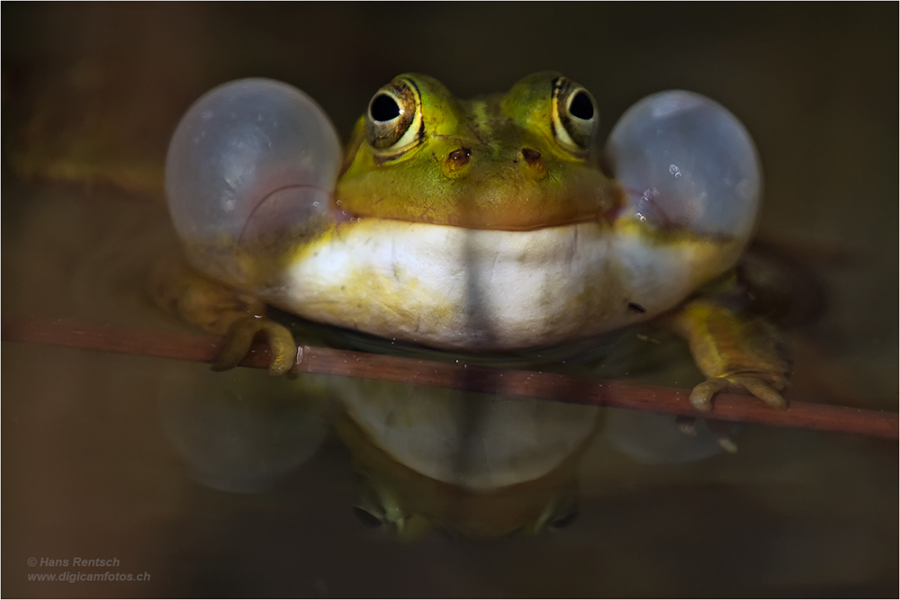 Teichfrosch