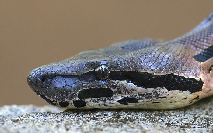 Boa Portrait