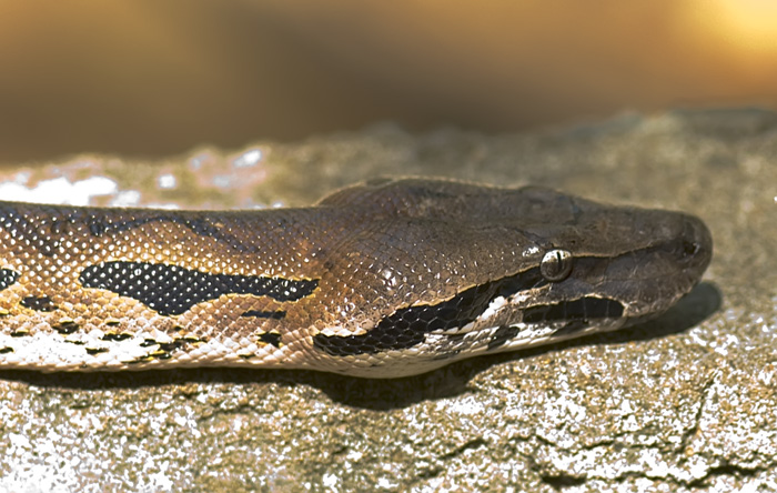 Boa Portrait