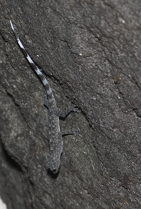 Gecko bei den Tsingis