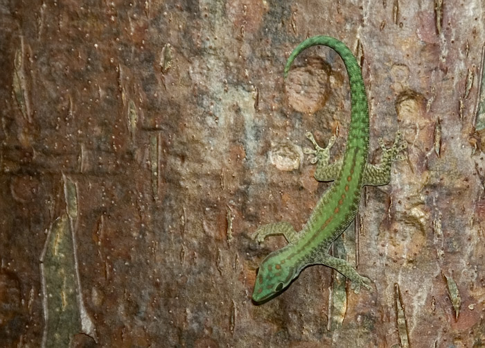 Gecko bei den Tsingis