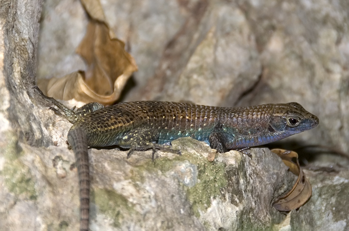 Dieser Zonosaurus schaut zu wie der Hans kaputt ist