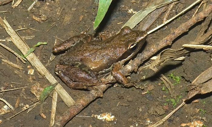 Frosch in der Montagne d'Ambre