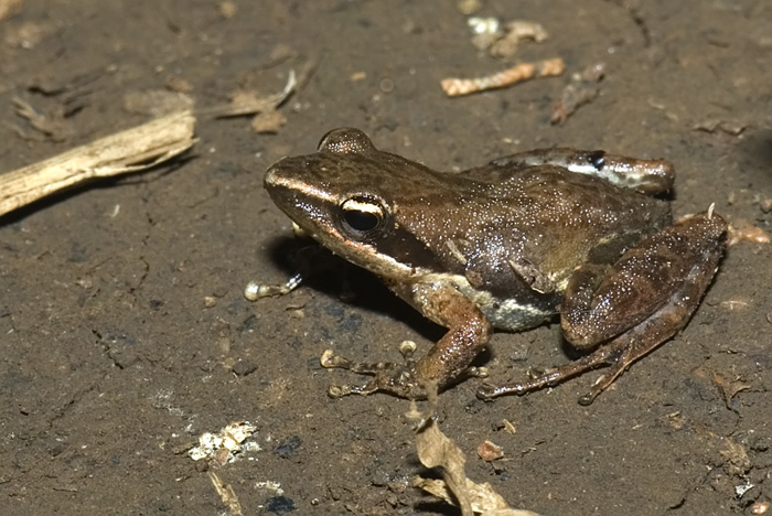 Frosch in der Montagne d'Ambre