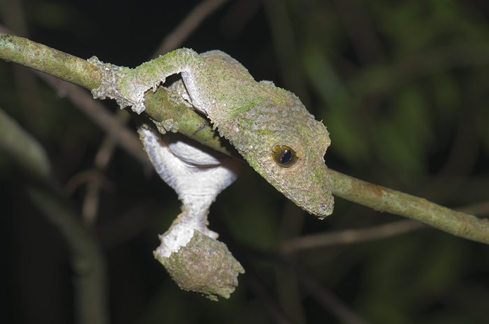 uroplatus im Regenwald Montagne d'Ambre