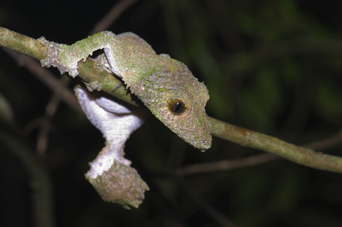 uroplatus im Regenwald Montagne d'Ambre