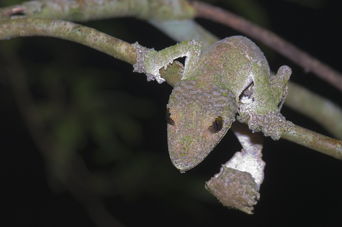 uroplatus im Regenwald Montagne d'Ambre