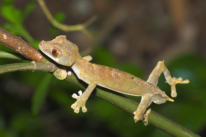 uroplatus ebenaui im Regenwald Montagne d'Ambre