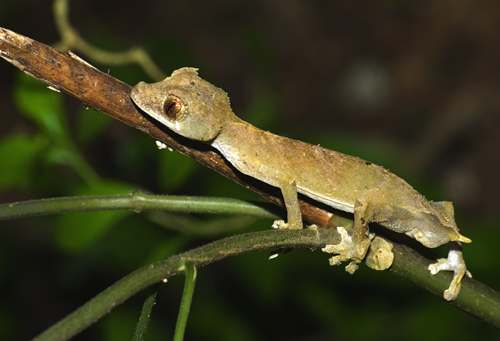 uroplatus ebenaui im Regenwald Montagne d'Ambre