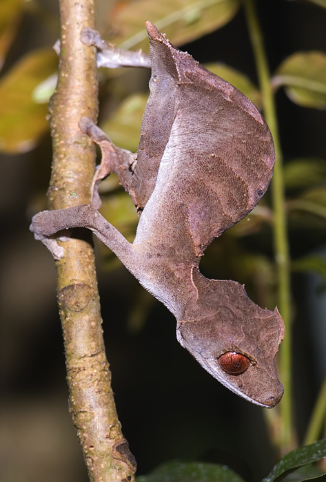 uroplatus ebenaui im Regenwald Montagne d'Ambre