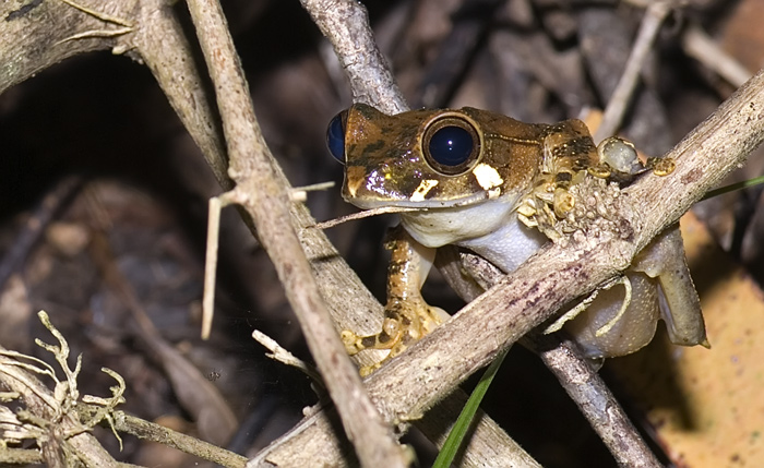 Frosch in der Montagne d'Ambre