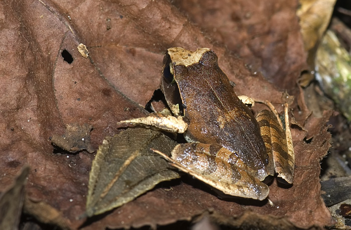 Frosch in der Montagne d'Ambre