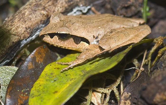 Frosch in der Montagne d'Ambre