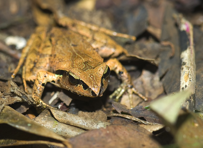 Frosch in der Montagne d'Ambre