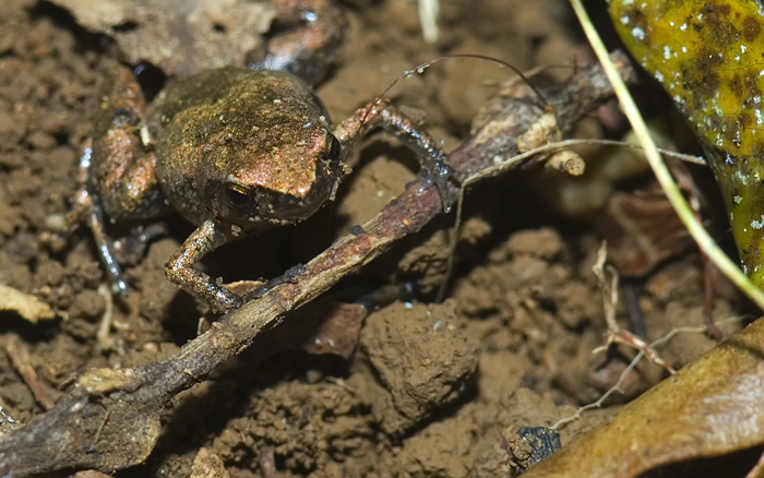 Frosch in der Montagne d'Ambre