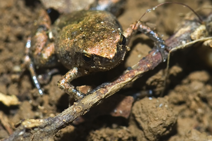 Frosch in der Montagne d'Ambre