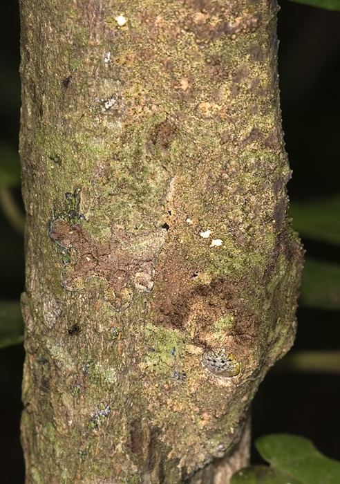 Uroplatus Fimbriatus