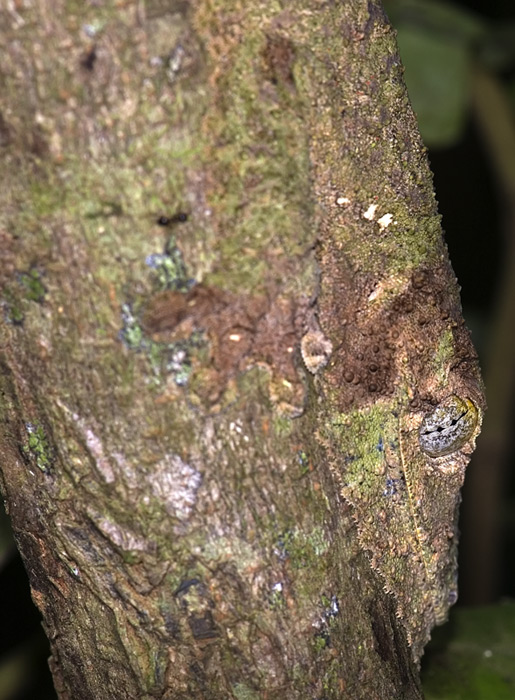 Uroplatus Fimbriatus